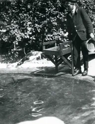 A Gentoo Penguin dives after fish that the keeper has just thrown into its pool, London Zoo, June 1914